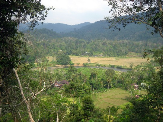 A view of Lubuk Birah, a forest-edge village in Merangin / Fawziah Selamat Seeing the forests for the trees